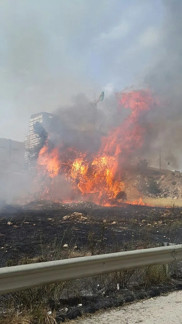 שריפת הקוצים בעטרות הסמוכה לירושלים