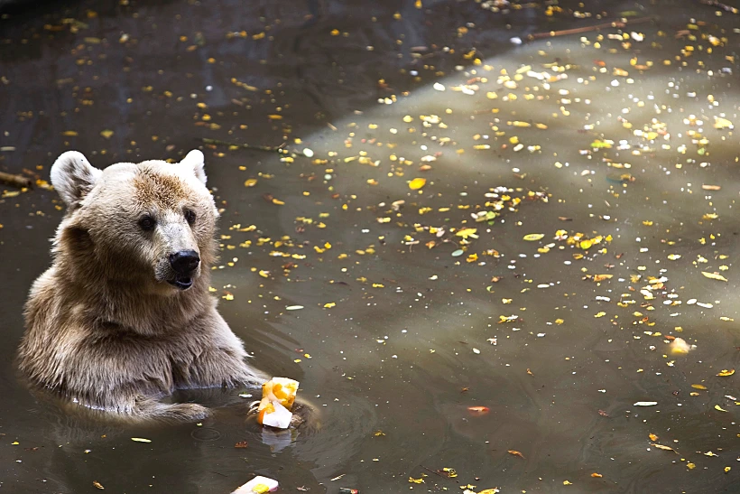 דב חום סורי מתקרר בבריכת מים בספארי