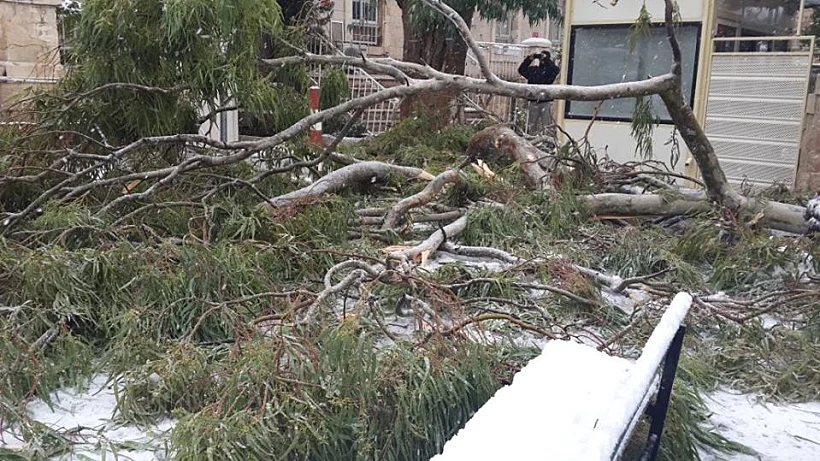 עץ קרס בשלג בירושלים