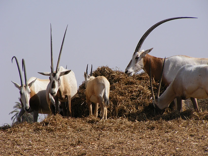 חוות האנטילופות בערבה