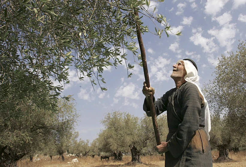 מסיק זיתים בשומרון