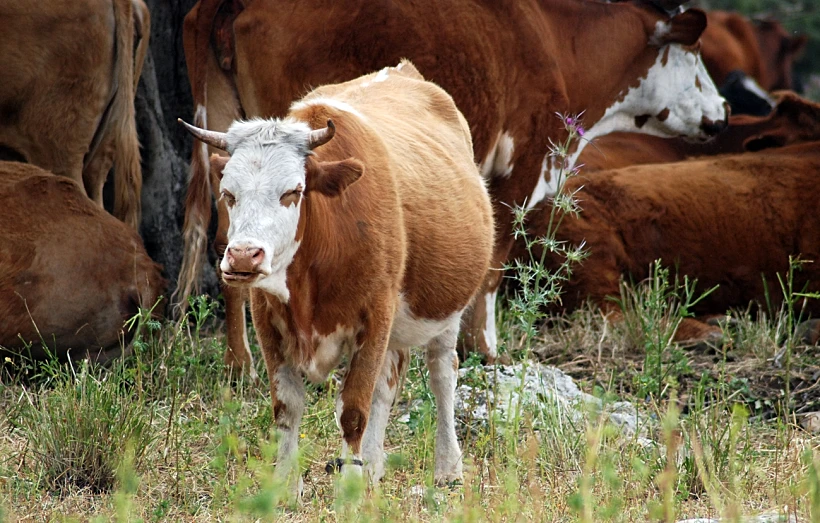 פרות ביערות הכרמל