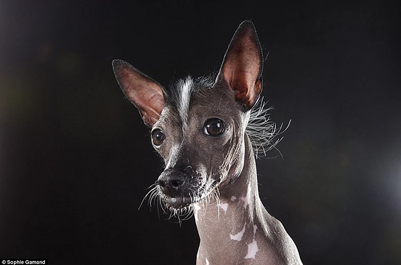 כלב עוצם עיניים