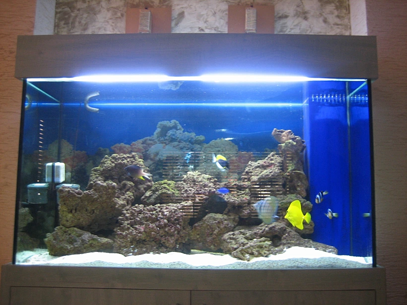 האקווריום מים מלוחים