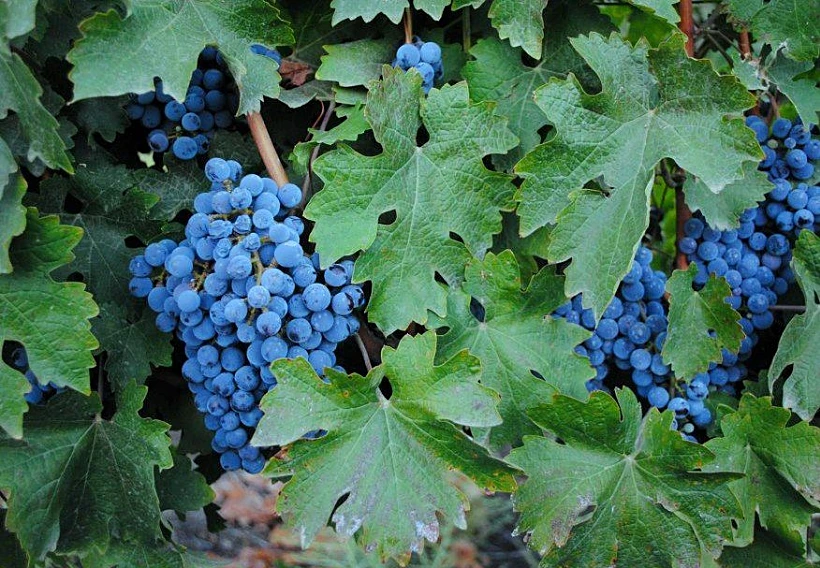 ענבי קברנה סוביניון רגע לפני הבציר - בציר עבודה עברית