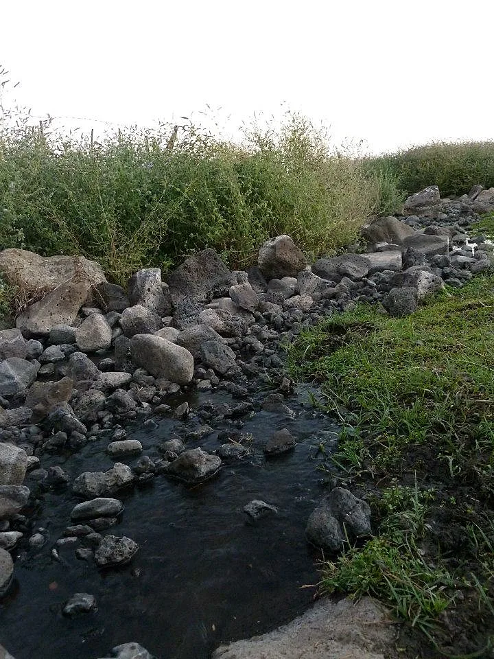 מעיין זורם ממש מחוץ ליקב - בציר עבודה עברית