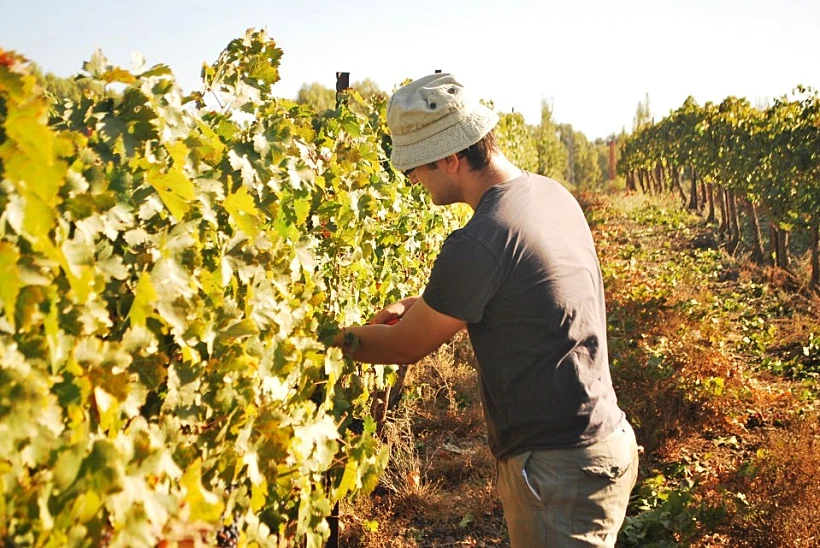 עֹז תלם בוצר - בציר עבודה עברית
