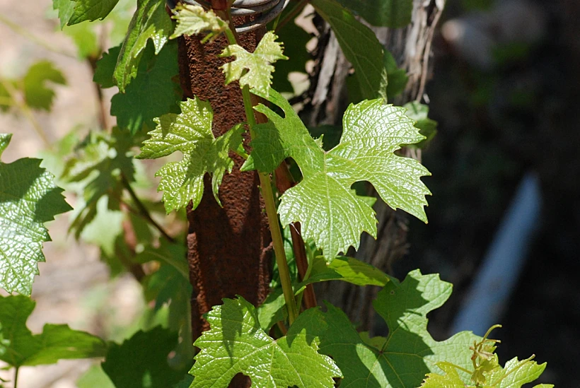 יקב צובה - קיבוץ צובה