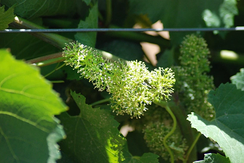 יקב צובה - קיבוץ צובה