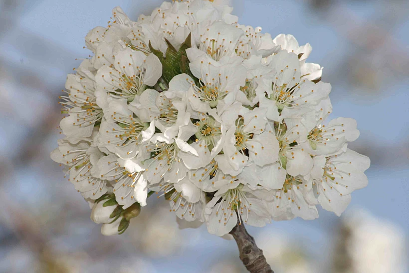 קרנבל פריחת הדובדבן בבוסתן