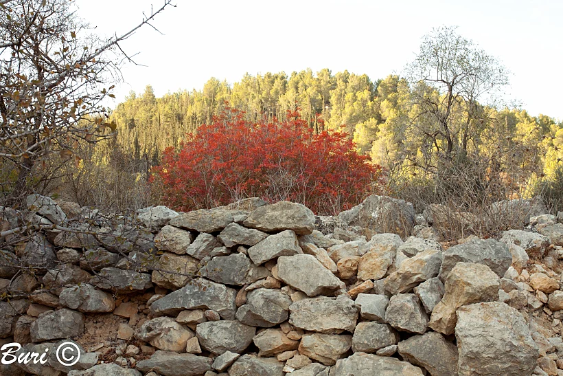 צבעי סתיו בהרי ירושלים
