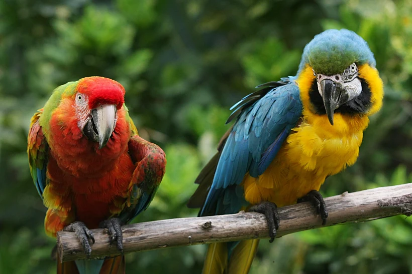 תוכים בחמת גדר