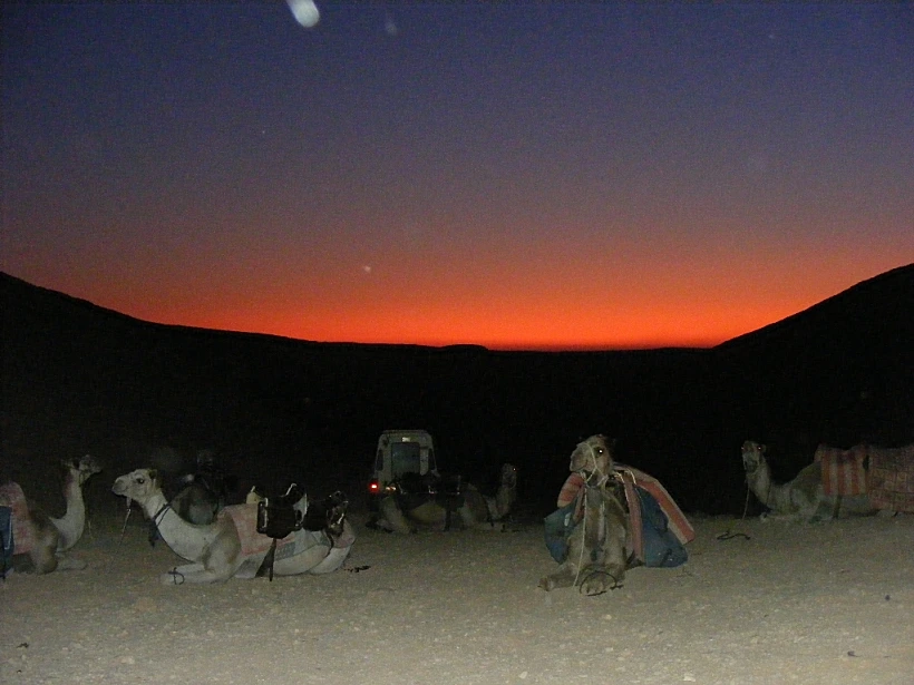 גמלים במדבר בחאן שחרות