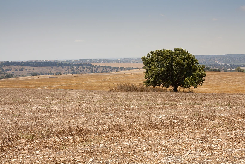 מרחבי רמות מנשה