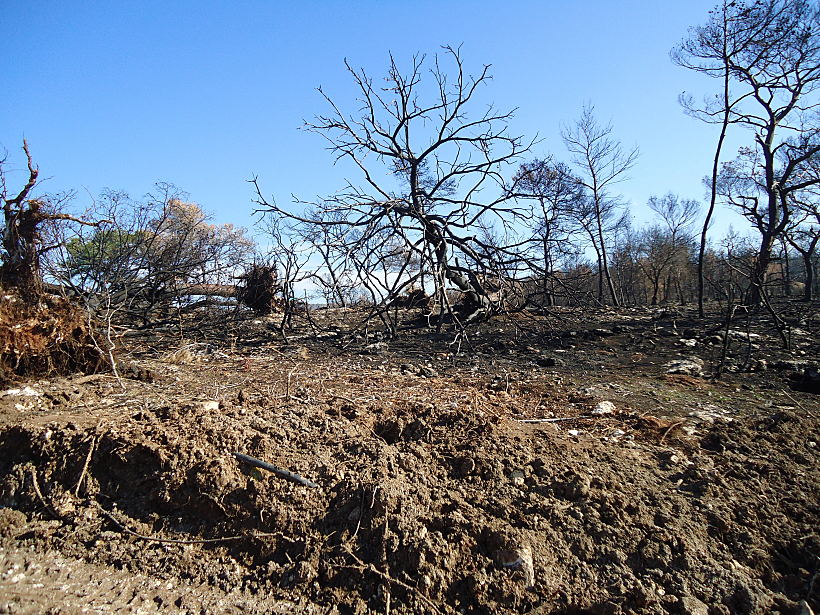 בכניסה למלון יערות הכרמל. כחודשיים לאחר השריפה הגדולה בכרמל