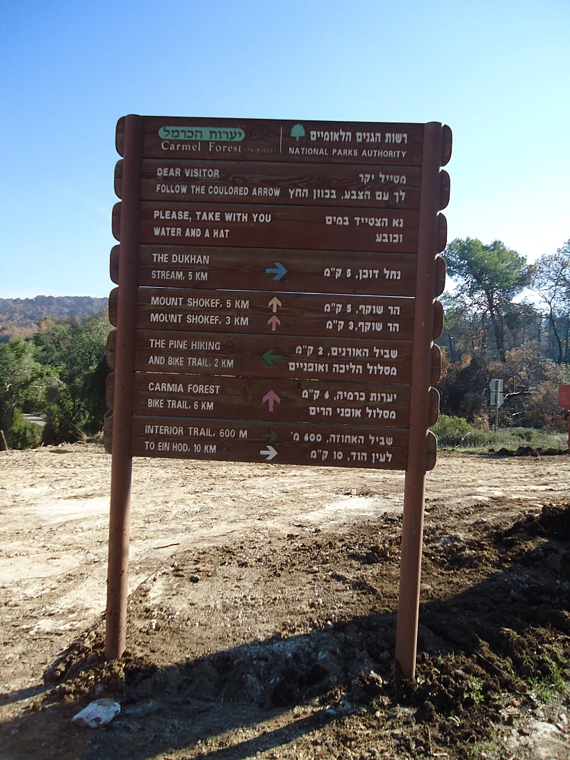ליד יערות הכרמל