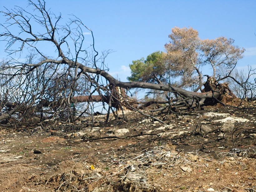 בכניסה למלון יערות הכרמל. כחודשיים לאחר השריפה הגדולה בכרמל