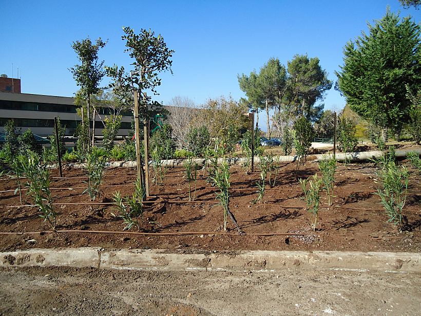 שתילים חדשים לגמרי בכניסה למלון יערות הכרמל. כחודשיים לאחר השריפה הגדולה בכרמל