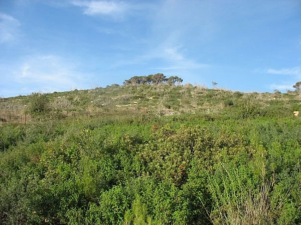 לפני השריפה הגדולה בדצמבר 2010