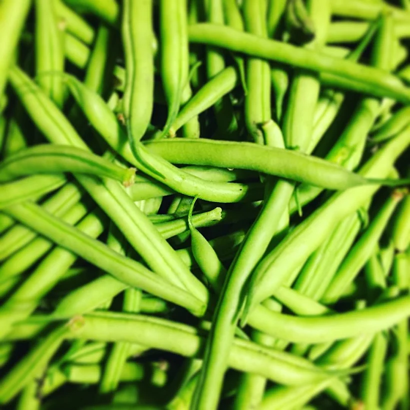 נשנשו אדממה