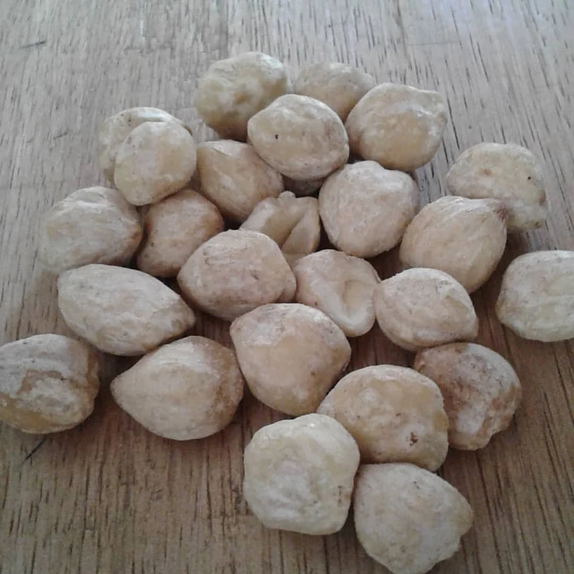 האגוז ההודי המדובר(אינסטגרם )