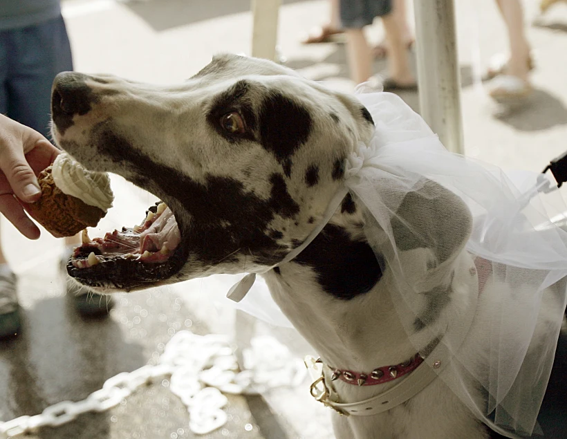 כלב אוכל עוגה