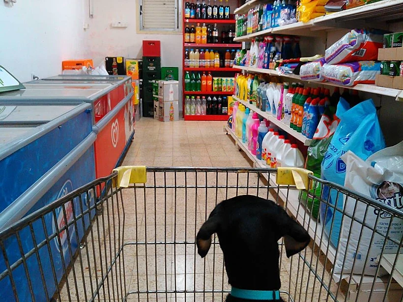 מקס. יוצא למסע