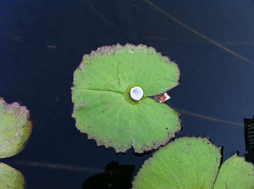 השוואת מצלמות אייפון 4 לעומת גלקסי S2