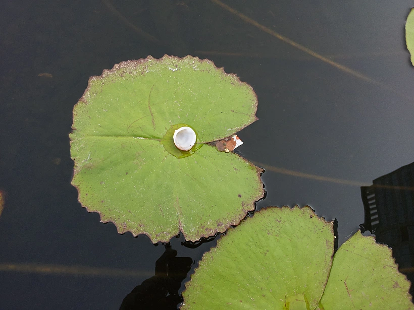 השוואת מצלמות אייפון 3 לעומת גלקסי S2