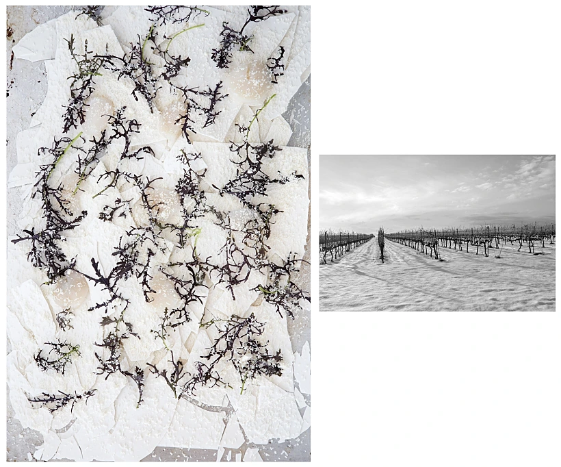 הצילום של יוסי שטרית, תערוכת colorfood wine