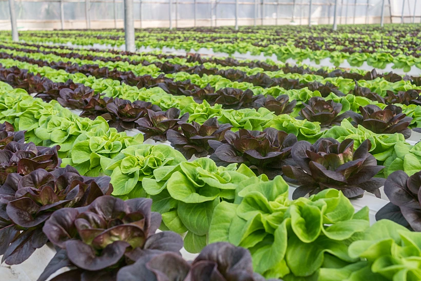 כרמל יבולים