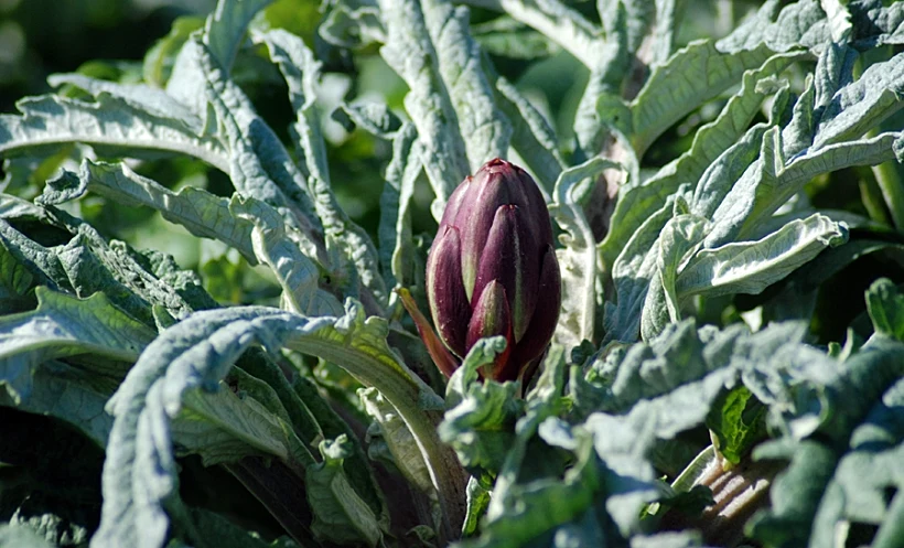הארטישוק של נועם