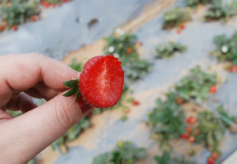 קטיף תותים במושב גאולים