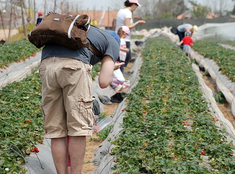 קטיף תותים במושב גאולים
