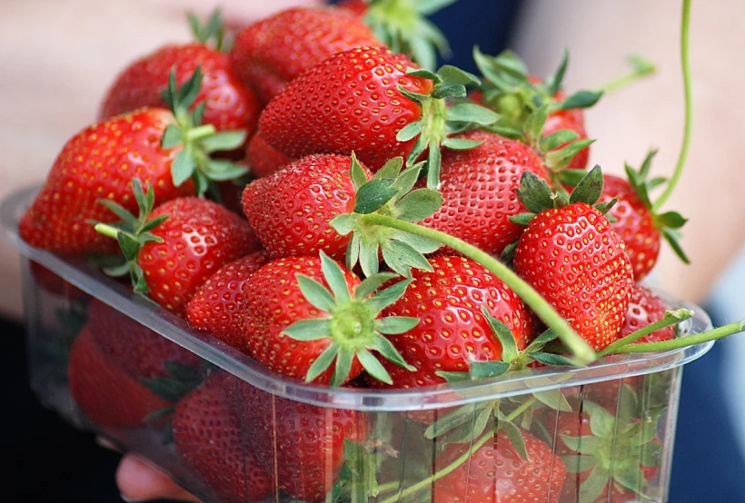 קטיף תותים במושב גאולים