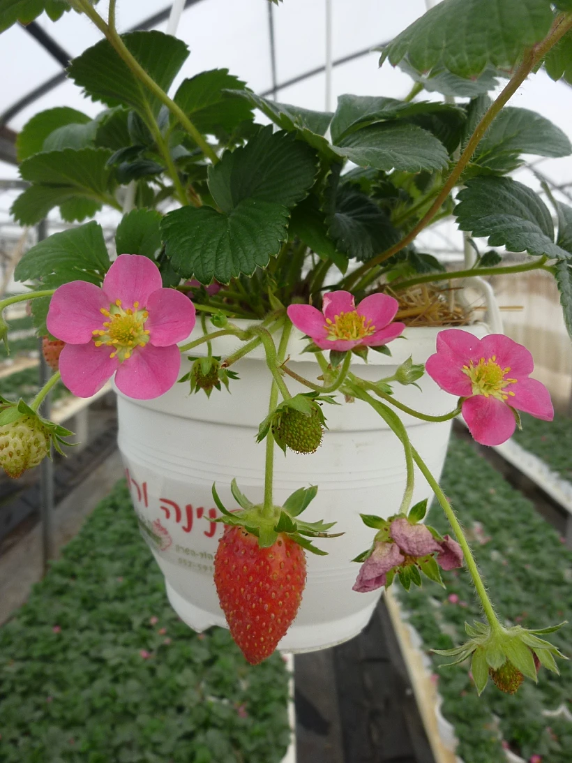 תות הפנינה הורודה