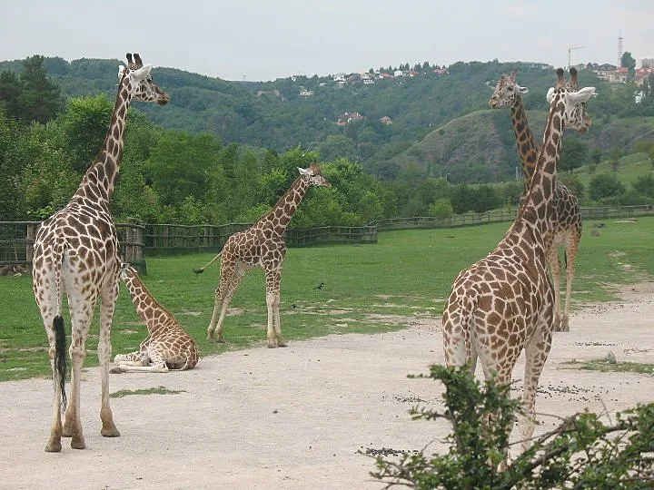 גן החיות של פראג