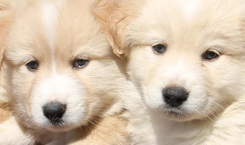 יום אימוץ כלבים