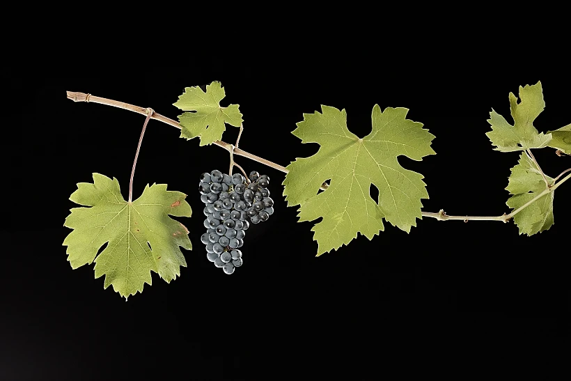 ענבי אוזלטה