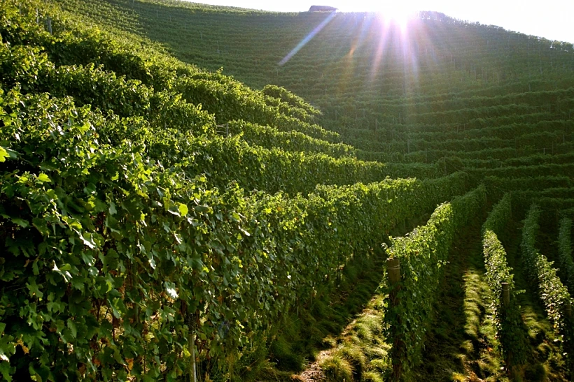 היינות של יקב סנדרונה, איטליה