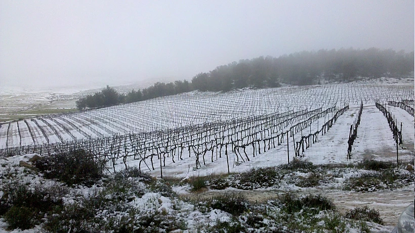 כרם מושלג ביער יתיר לכתבה על חדשות היין חודש מרץ תמונה בגודל מותאם אישית