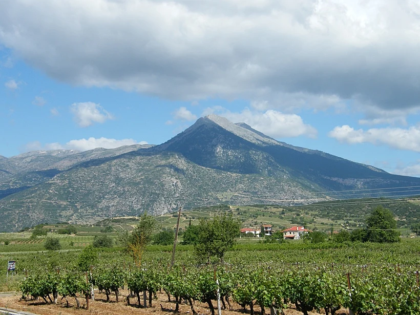 כרמים על רקע הר ביוון תמונה ראשית ולהפניות