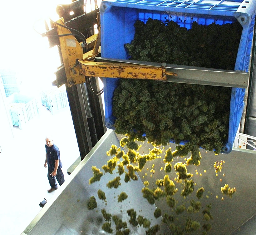 ענבי סוביניון בלאן ביקב הרי גליל