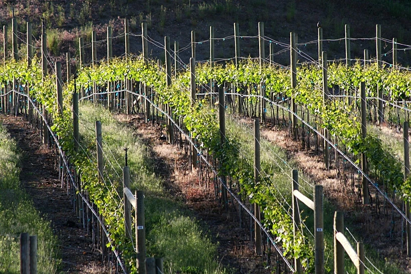 ענבי פינו גרי תמונה בתוך הכתבה