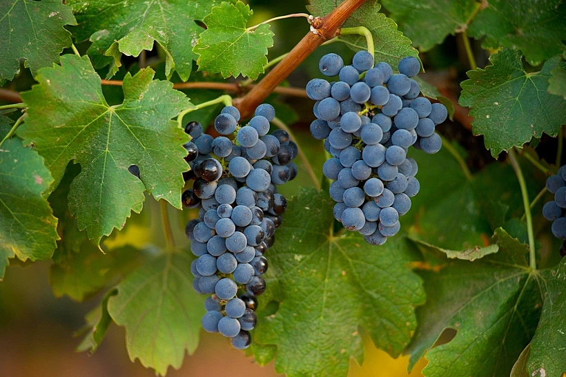 תיעוד מצולם של מחזור חיי הגפן, מתחם יקבי כרמל, תכני עלייה- הבשלה, תמונה בתוך הכתבה ותמונת הפניות