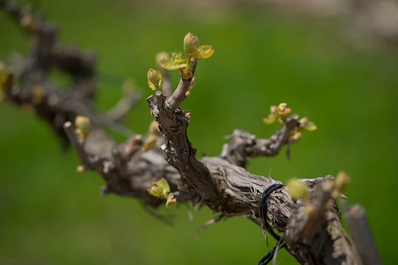 תיעוד מצולם של מחזור חיי הגפן, מתחם יקבי כרמל, תכני עלייה- לבלוב