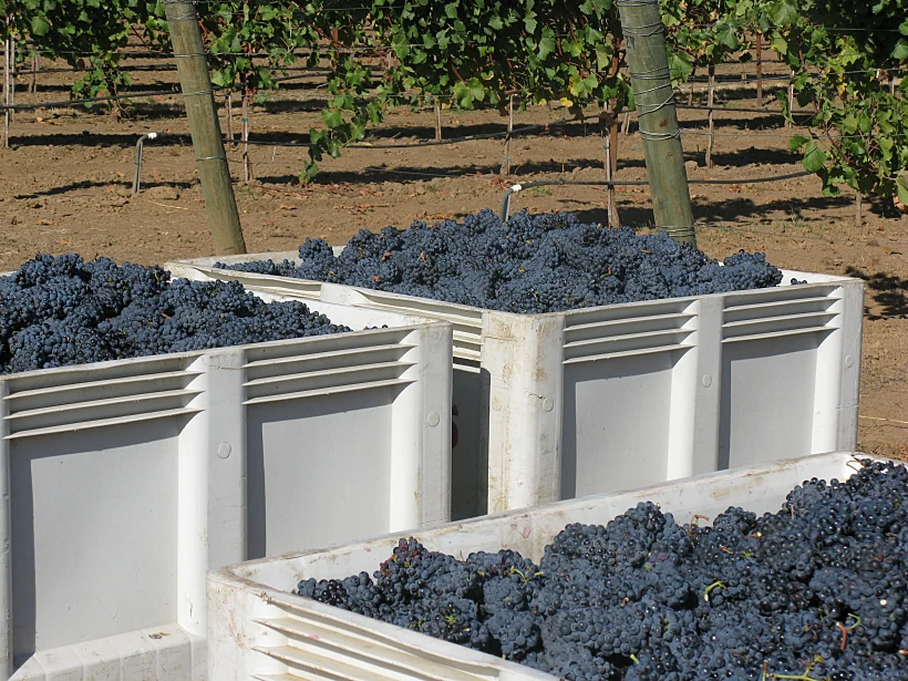 ענבי פטיט סירה גודל מותאן אישית