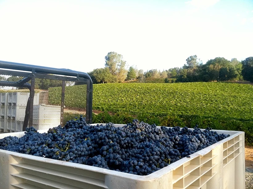 גראנש מורבדר יקב אבידן, תמונה על כל הרוחב , מתחם עולם היין