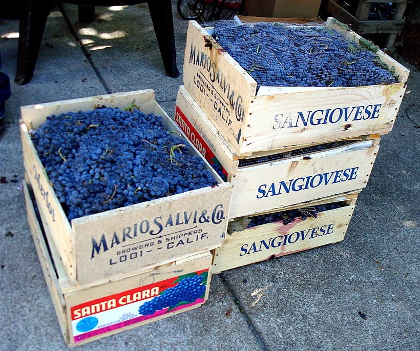 ענבי מרלו תמונה בגודל מותאם אישית