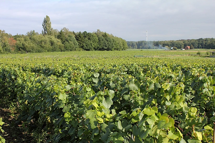 ענבי שרדונה תמונה ראשית ולהפניות